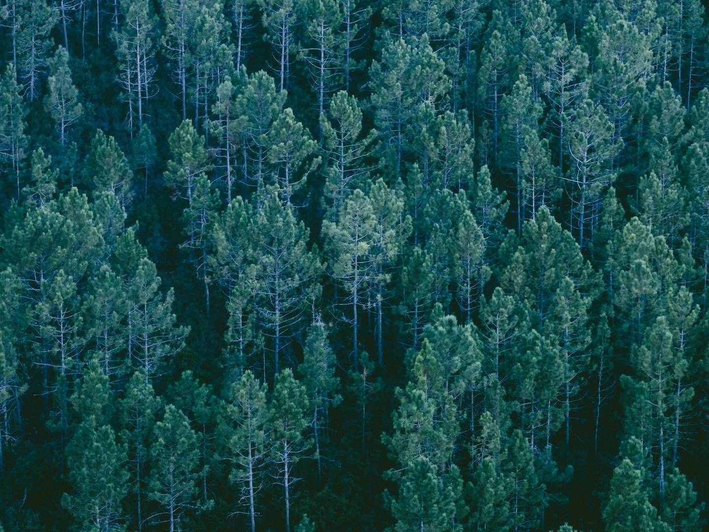 Aerial view of a dense pine forest canopy