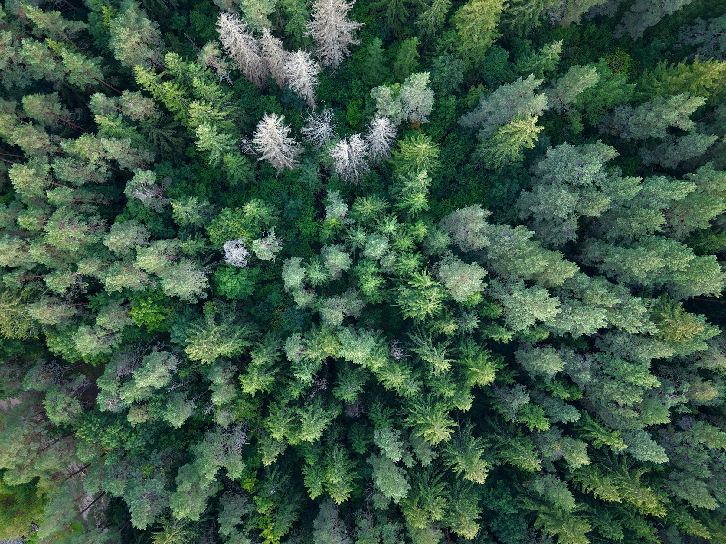 Aerial view of a forest canopy