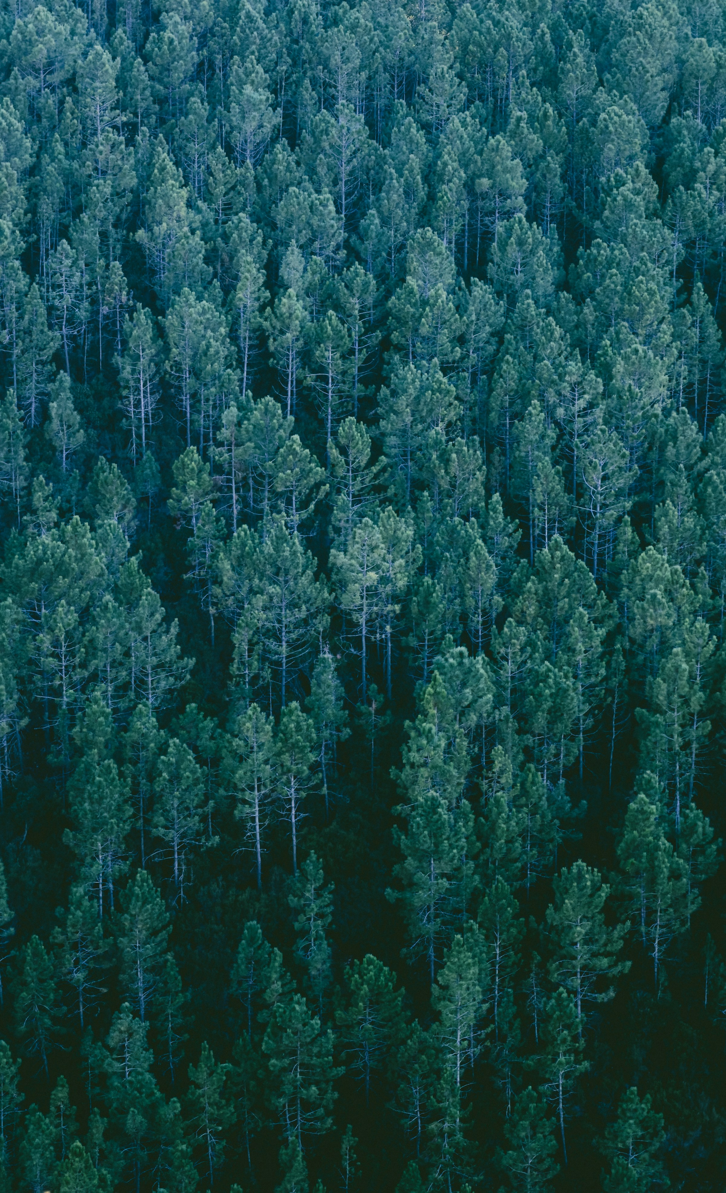 Aerial view of a dense pine forest canopy