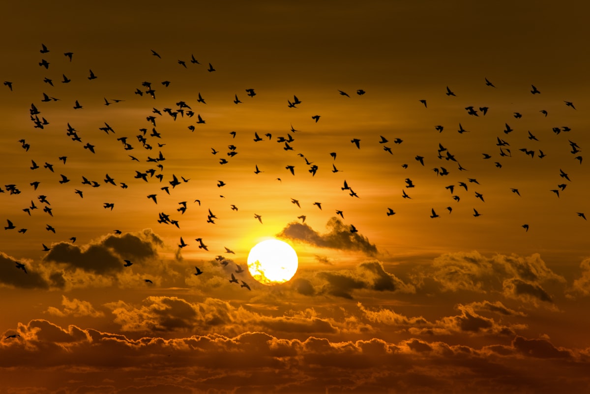 A flock of birds moving as one across a sunset sky