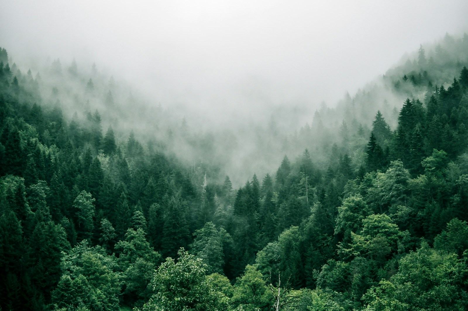 Misty forest in early morning light