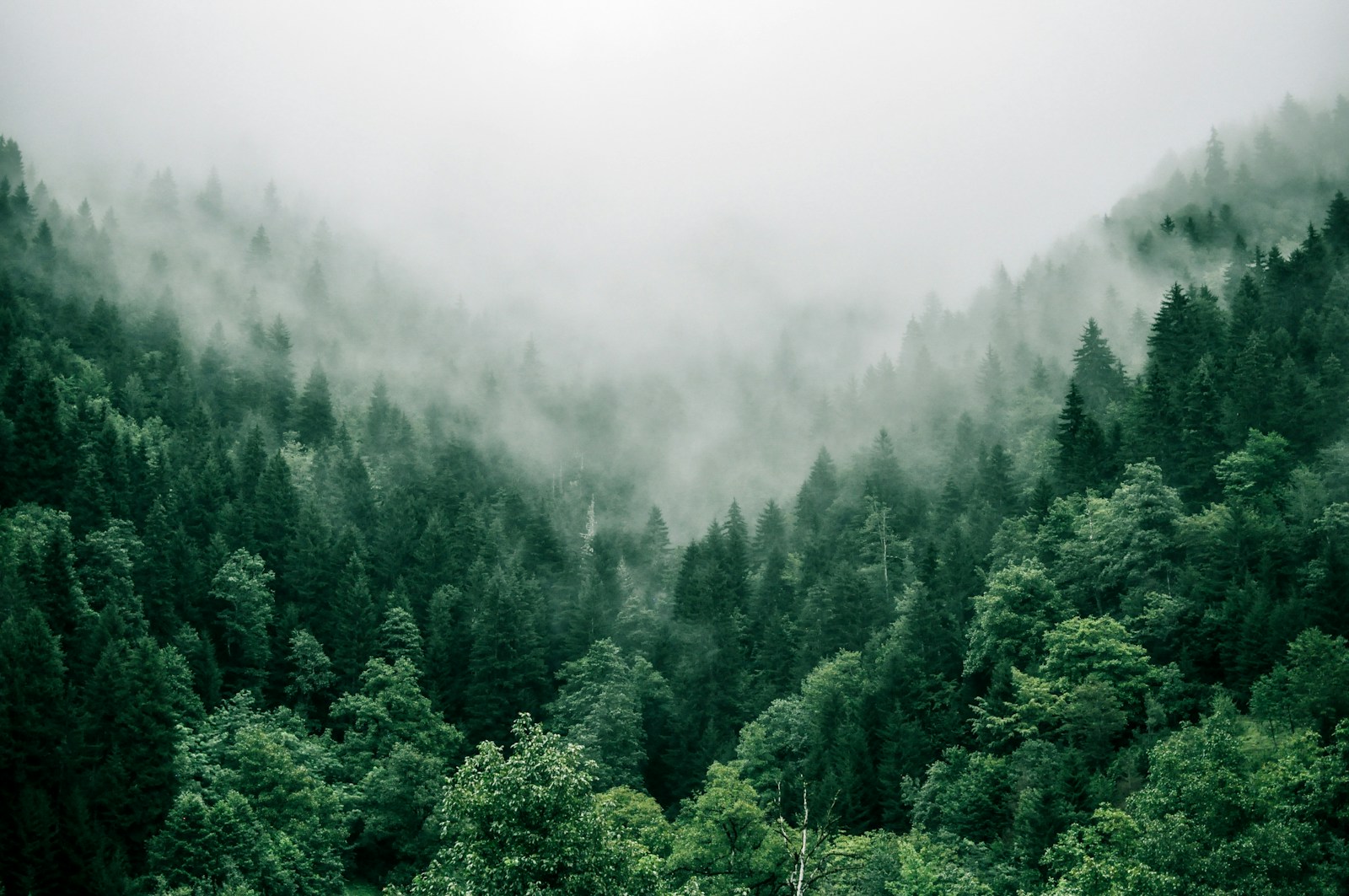 Misty forest in early morning light